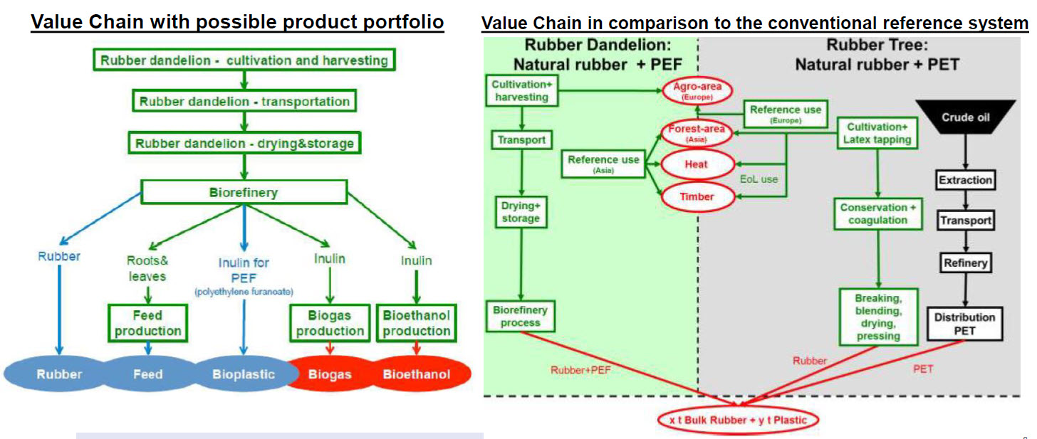 Rubber dandelion value chain: cultivation, biorefinery, rubber, feed, bioplastic, biogas, bioethanol